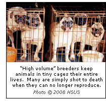 Puppy mill animals live in misery.